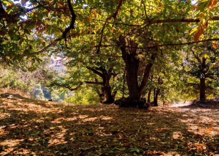 One of America’s Last Remaining Chestnut Groves Could Soon Be Wiped Out to Make Room for an AI Data Center