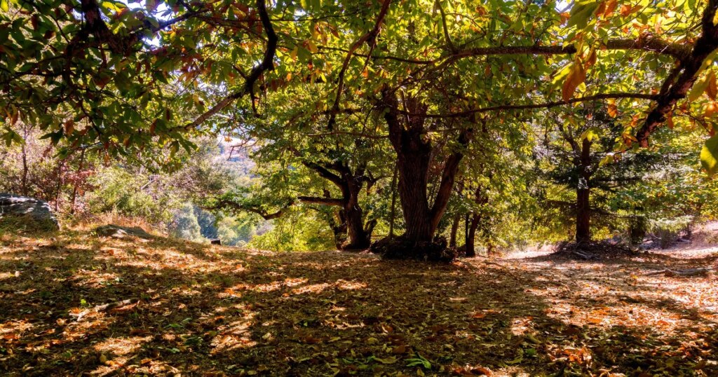 One of America’s Last Remaining Chestnut Groves Could Soon Be Wiped Out to Make Room for an AI Data Center
