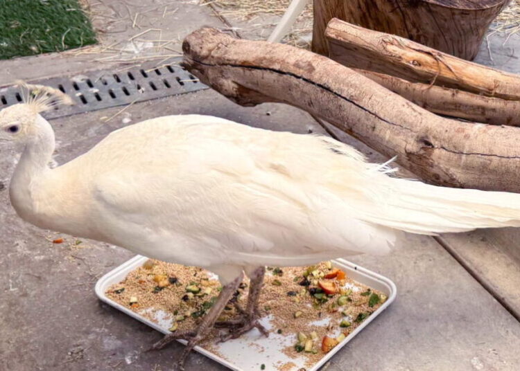Postal worker charged with beating Sugar, a beloved Pasadena white peacock