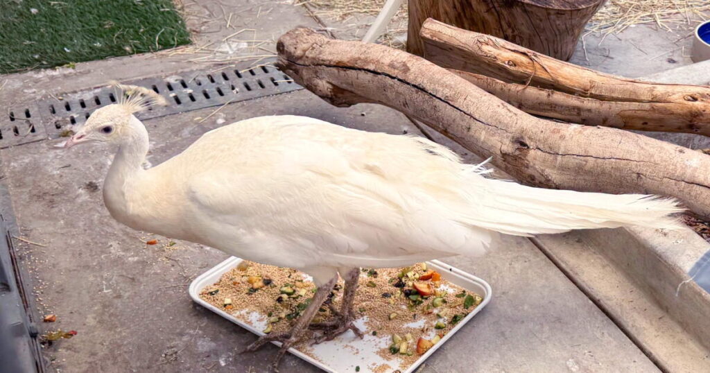 Postal worker charged with beating Sugar, a beloved Pasadena white peacock
