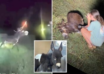 Heartbreaking bodycam footage shows moment Georgia cop shoots beloved, gentle donkey HeeHaw