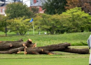 The National Park Service will remove more than 500 trees ‘that do not contribute to the historic landscape’ from a golf course Trump is redesigning