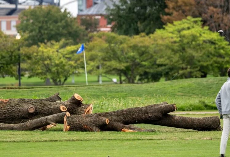 The National Park Service will remove more than 500 trees ‘that do not contribute to the historic landscape’ from a golf course Trump is redesigning