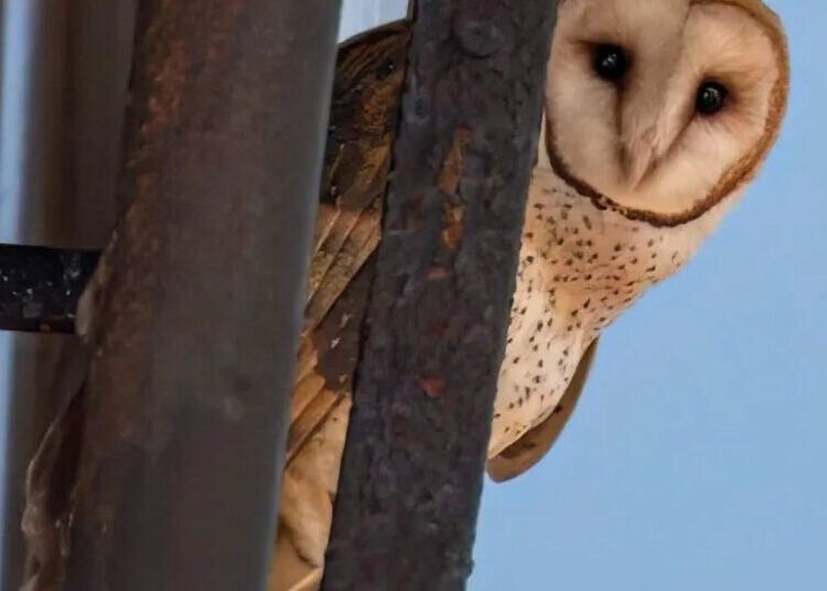 New York’s Latest Famous Family Is a Hoot. Yes, They’re Owls.