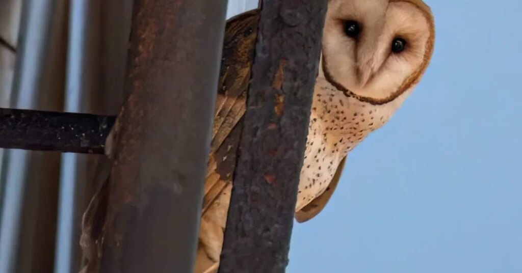 New York’s Latest Famous Family Is a Hoot. Yes, They’re Owls.