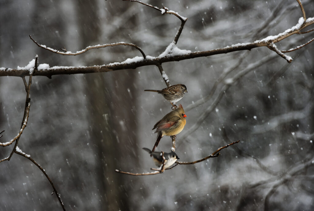 What to plant now to help backyard birds survive this winter