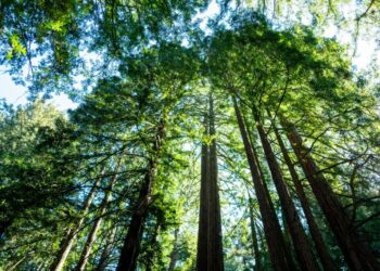 California’s Tallest and Most Iconic Trees Are Getting Heatstroke