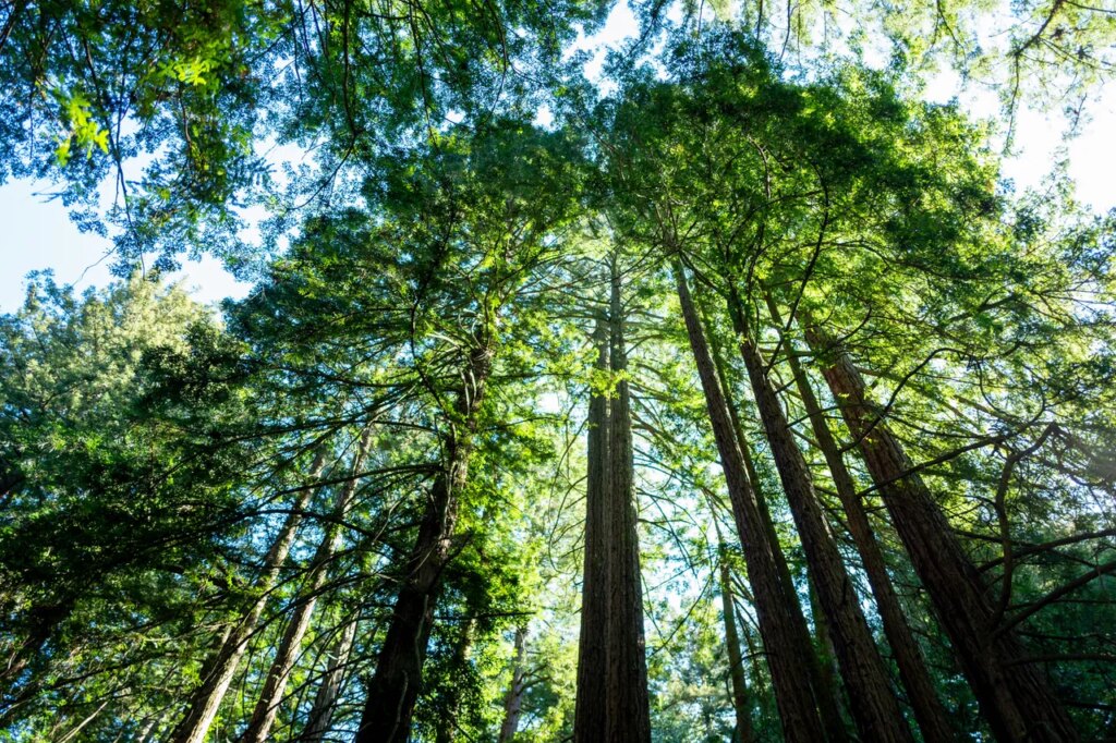 California’s Tallest and Most Iconic Trees Are Getting Heatstroke