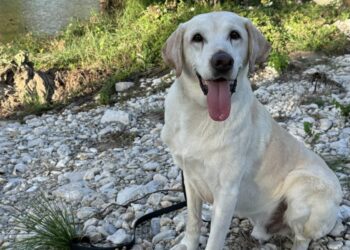 Once a frail shelter pup, this search-and-rescue dog now works disaster zones