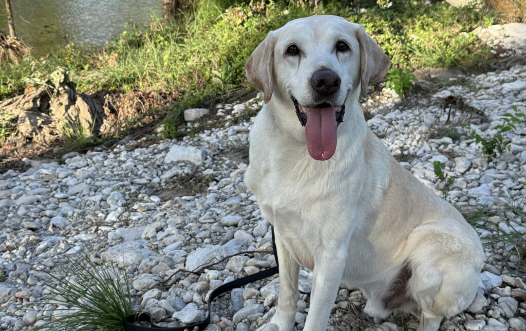 Once a frail shelter pup, this search-and-rescue dog now works disaster zones