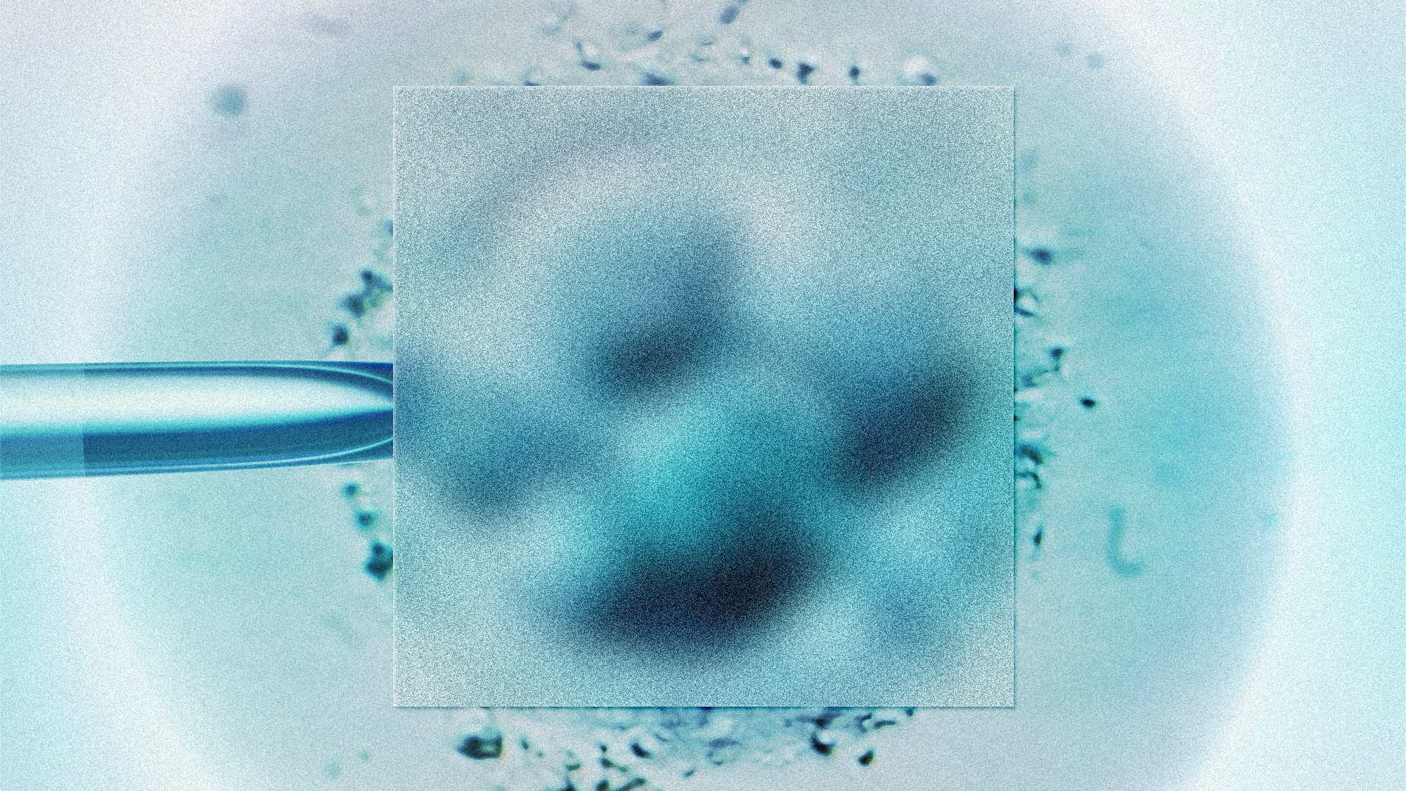 an illustration where a fuzzy box is over embryos