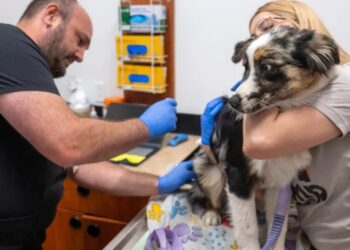 The company behind Skittles might be to blame for your big vet bills