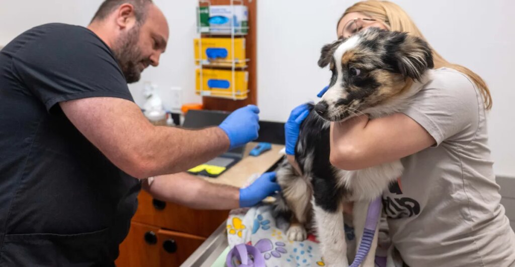The company behind Skittles might be to blame for your big vet bills