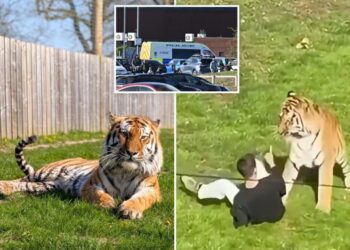 Man mauled to death by tiger was happily dancing, posing for pics with the animal before he jumped into UK wildlife enclosure