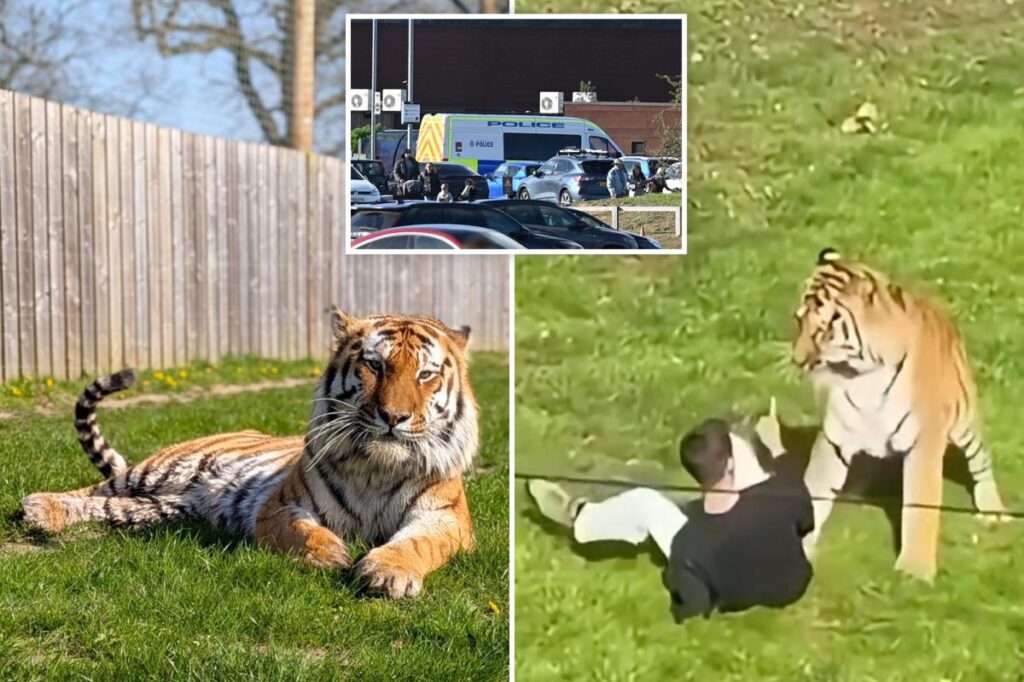 Man mauled to death by tiger was happily dancing, posing for pics with the animal before he jumped into UK wildlife enclosure