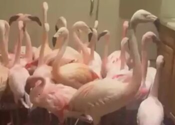 Mr. Sparklepants and 29 Flamingo Friends Rode Out Isaias in the Bathroom