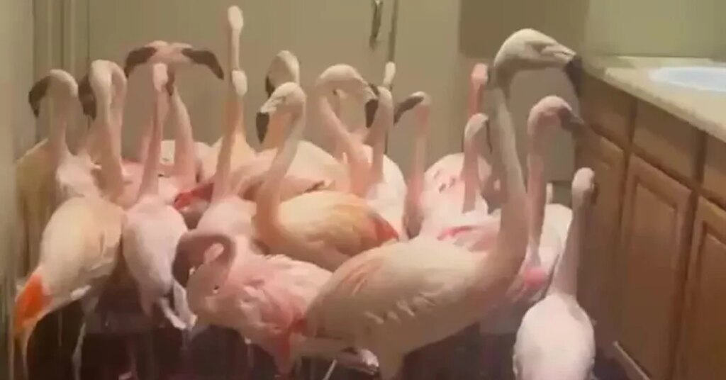 Mr. Sparklepants and 29 Flamingo Friends Rode Out Isaias in the Bathroom