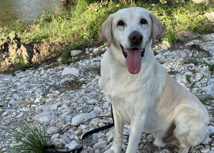 He was a frail shelter pup. Now he works search and rescue in disaster zones.