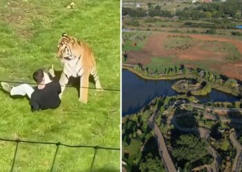 Man fatally mauled by tiger prayed, bowed down to big cat inside UK wildlife enclosure after stranger tried to pull him back