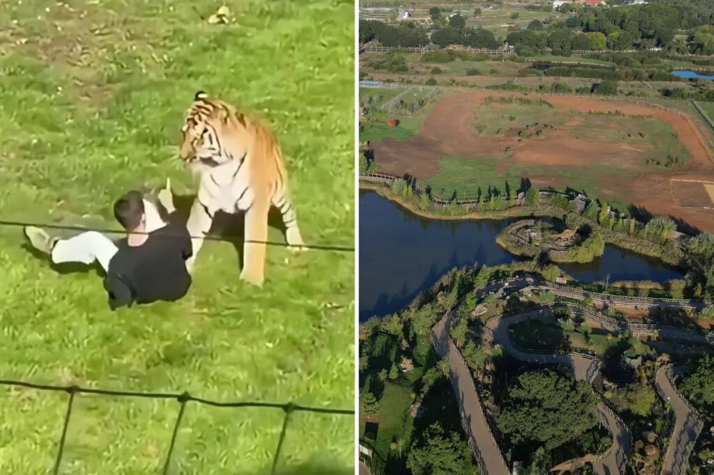 Man fatally mauled by tiger prayed, bowed down to big cat inside UK wildlife enclosure after stranger tried to pull him back