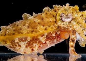 How Do Cuttlefish Hide?