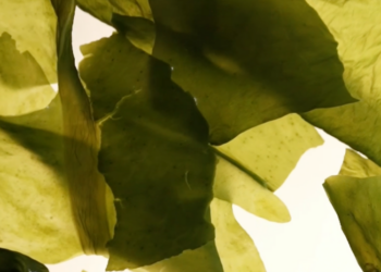 How Healthy Is Seaweed?