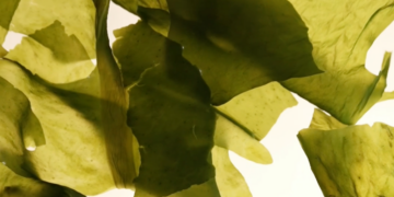 How Healthy Is Seaweed?