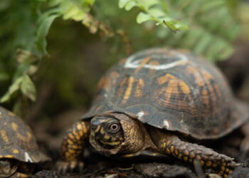 How L.A. became a turtle smuggling hot spot, pushing this rescue group to the brink