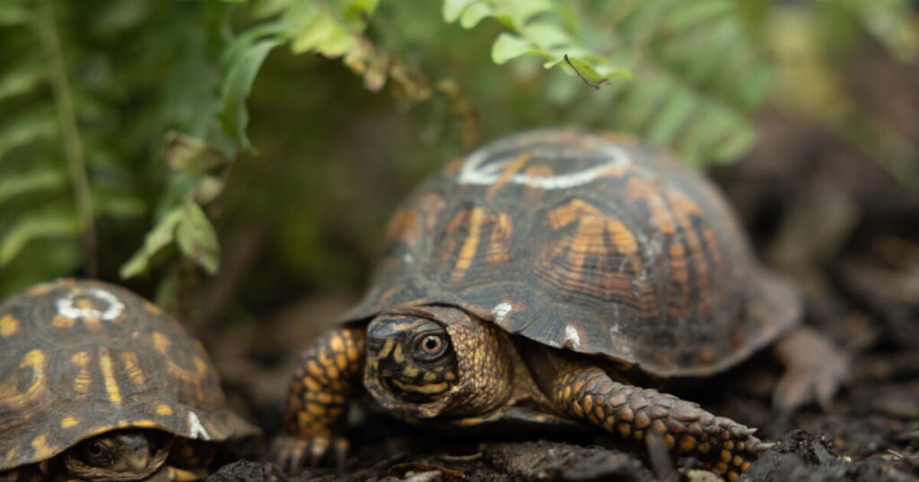 How L.A. became a turtle smuggling hot spot, pushing this rescue group to the brink
