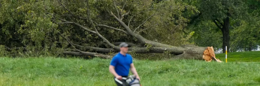 Judge slams brakes on Trump golf course tree-cutting and demands to know who gave order