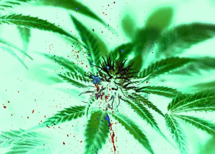 Marijuana Linked to Rampant Violence