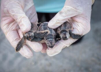 Sea turtle nests broke a record this year. Why that’s a good thing.