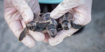 Sea turtle nests broke a record this year. Why that’s a good thing.
