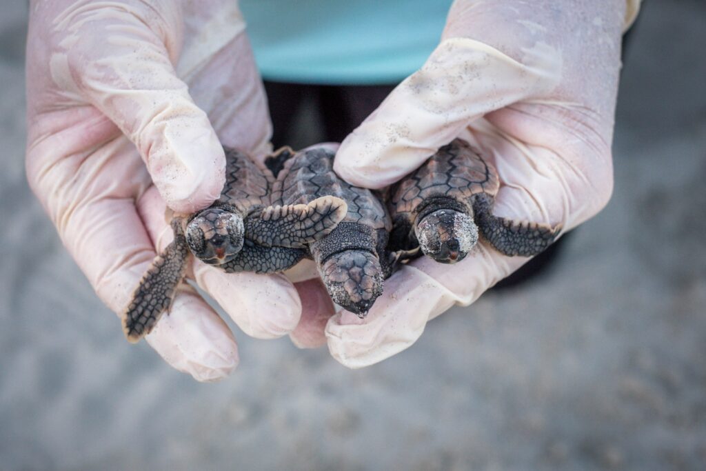 Sea turtle nests broke a record this year. Why that’s a good thing.