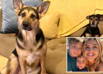 Hungry blind dog sparks deadly house fire, killing itself and canine sibling