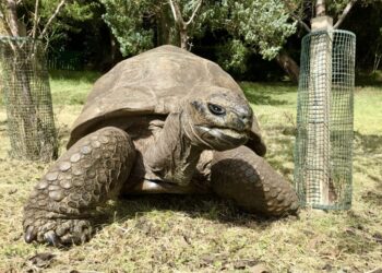 At age 194, Jonathan the tortoise offers clues to longevity, study says