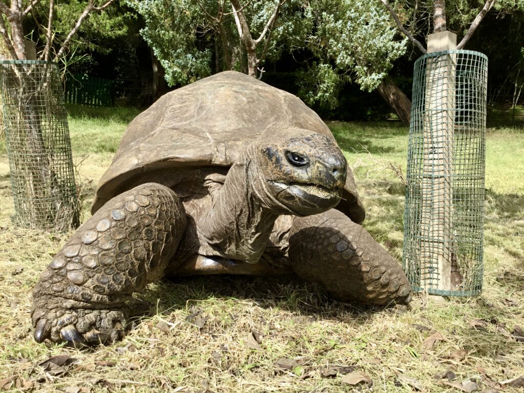 At age 194, Jonathan the tortoise offers clues to longevity, study says
