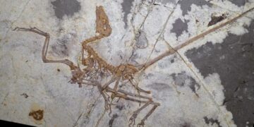What Can Four-Winged Dinosaurs Teach Us About Birds?