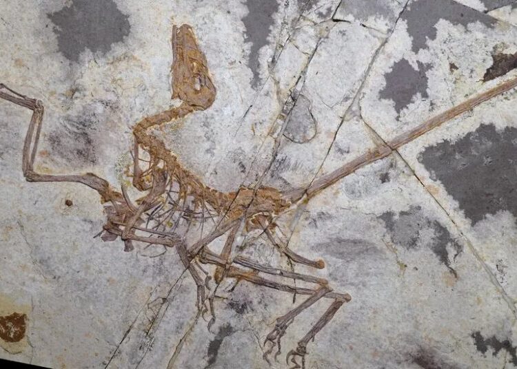 What Can Four-Winged Dinosaurs Teach Us About Birds?