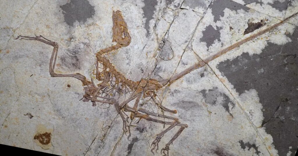 What Can Four-Winged Dinosaurs Teach Us About Birds?