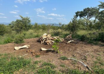 When an elephant dies, its body marks the landscape for a decade