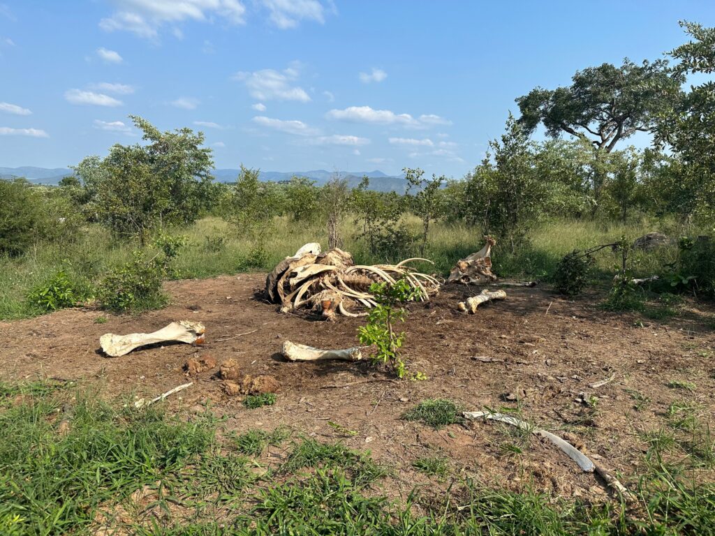 When an elephant dies, its body marks the landscape for a decade