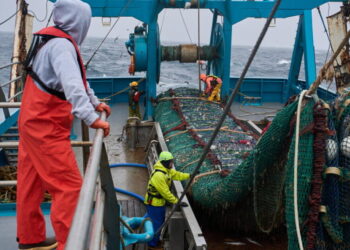 The fish behind America’s fish sticks is fueling a fight over trawling in Alaska