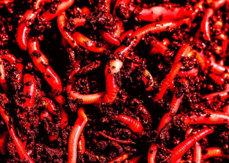Anthropic Warns “AI Worms” Will Infect Your Smart Home Devices and Use Them to Self-Replicate Beyond Control
