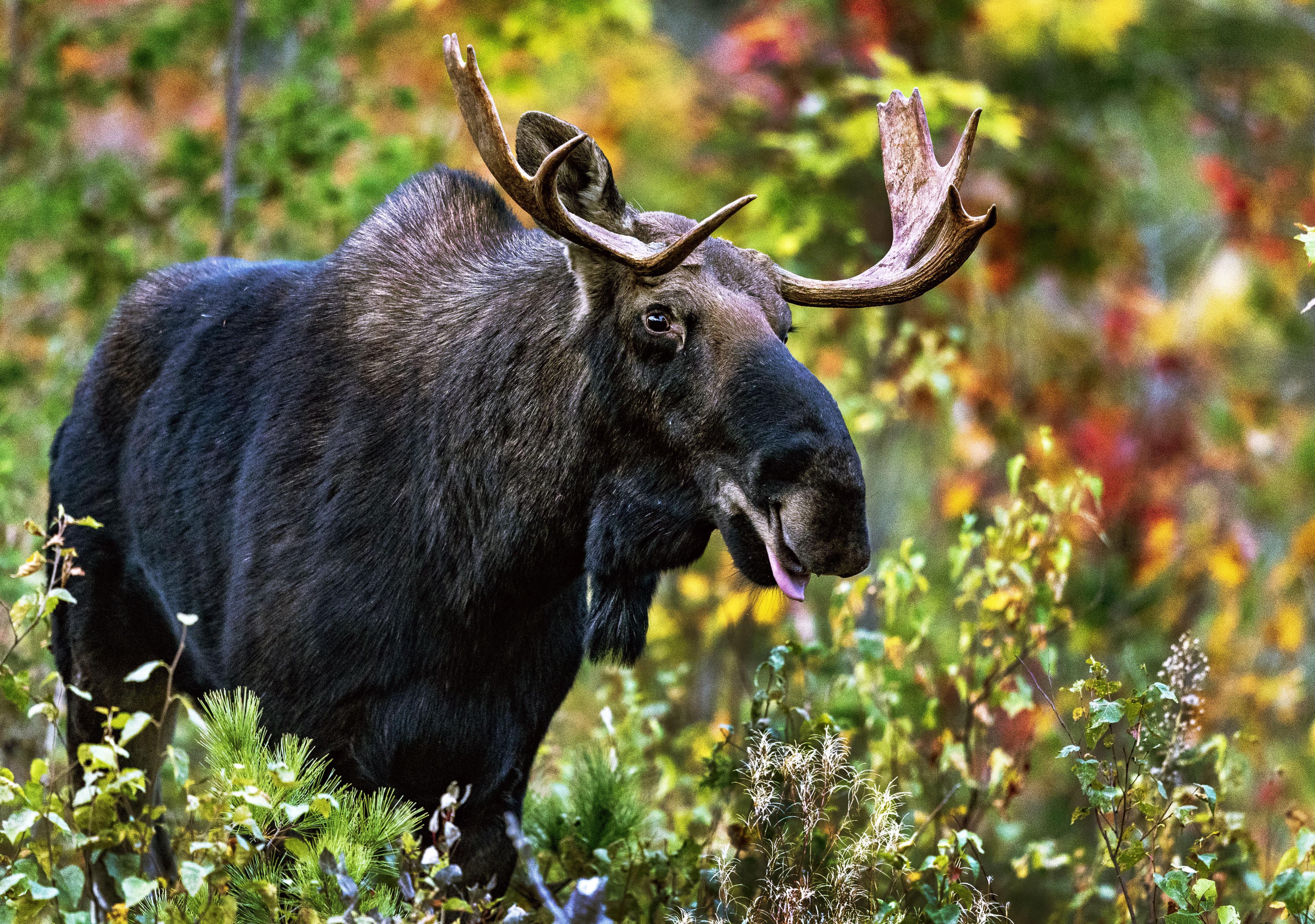 A bull moose walks through shrubs, some showing fall colors.