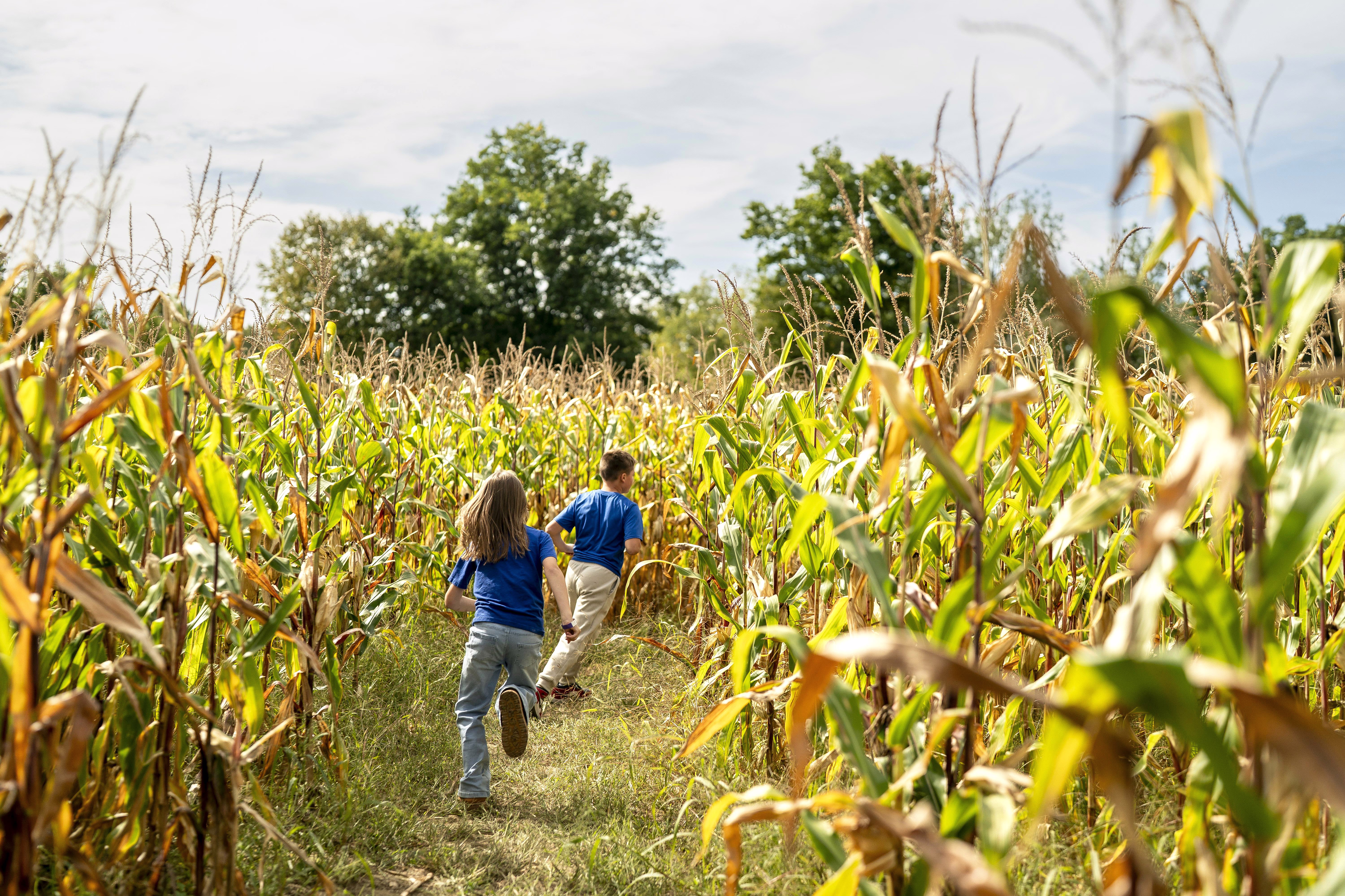Two children run into a corn maze.