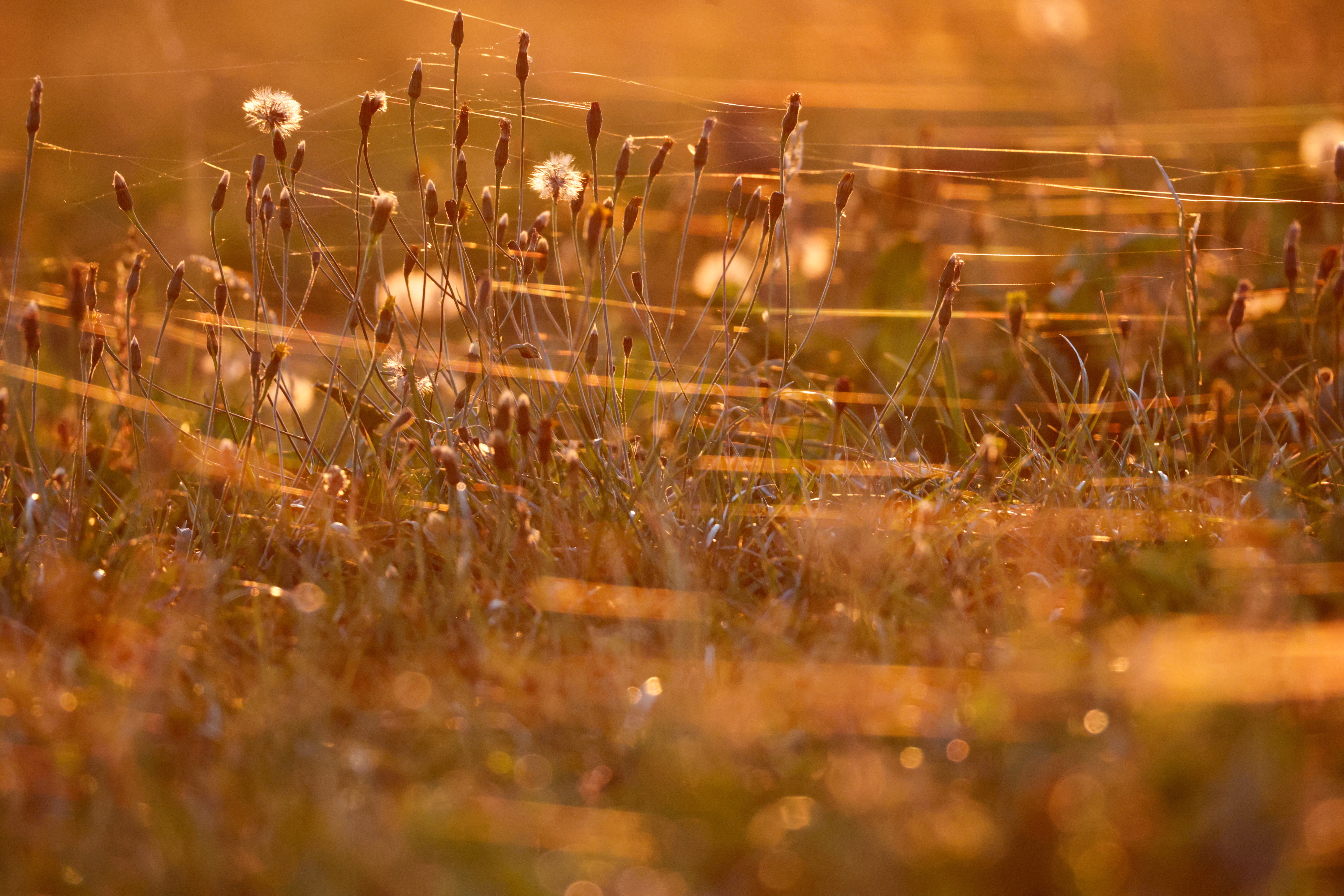 Spiderwebs glisten in a meadow against the backlight of the rising sun.