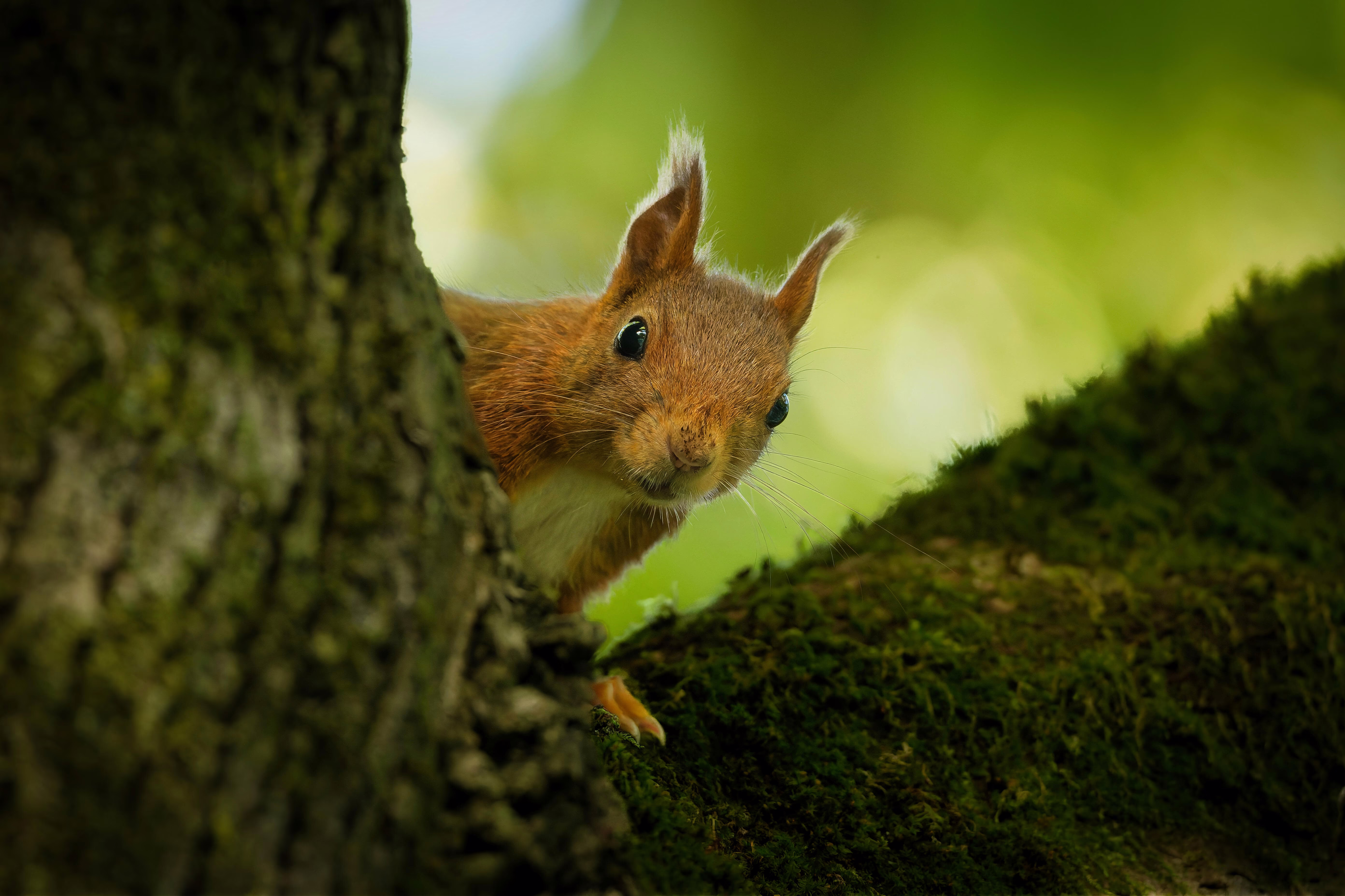 A red squirrel peeks out from behind a mossy tree trunk.