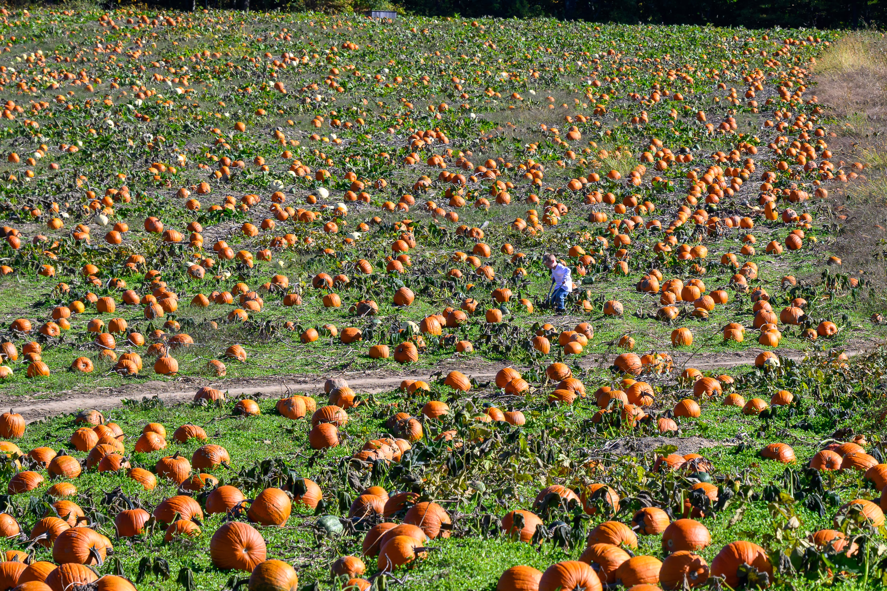 A child looks for a pumpkin among hundreds spread out over a field.