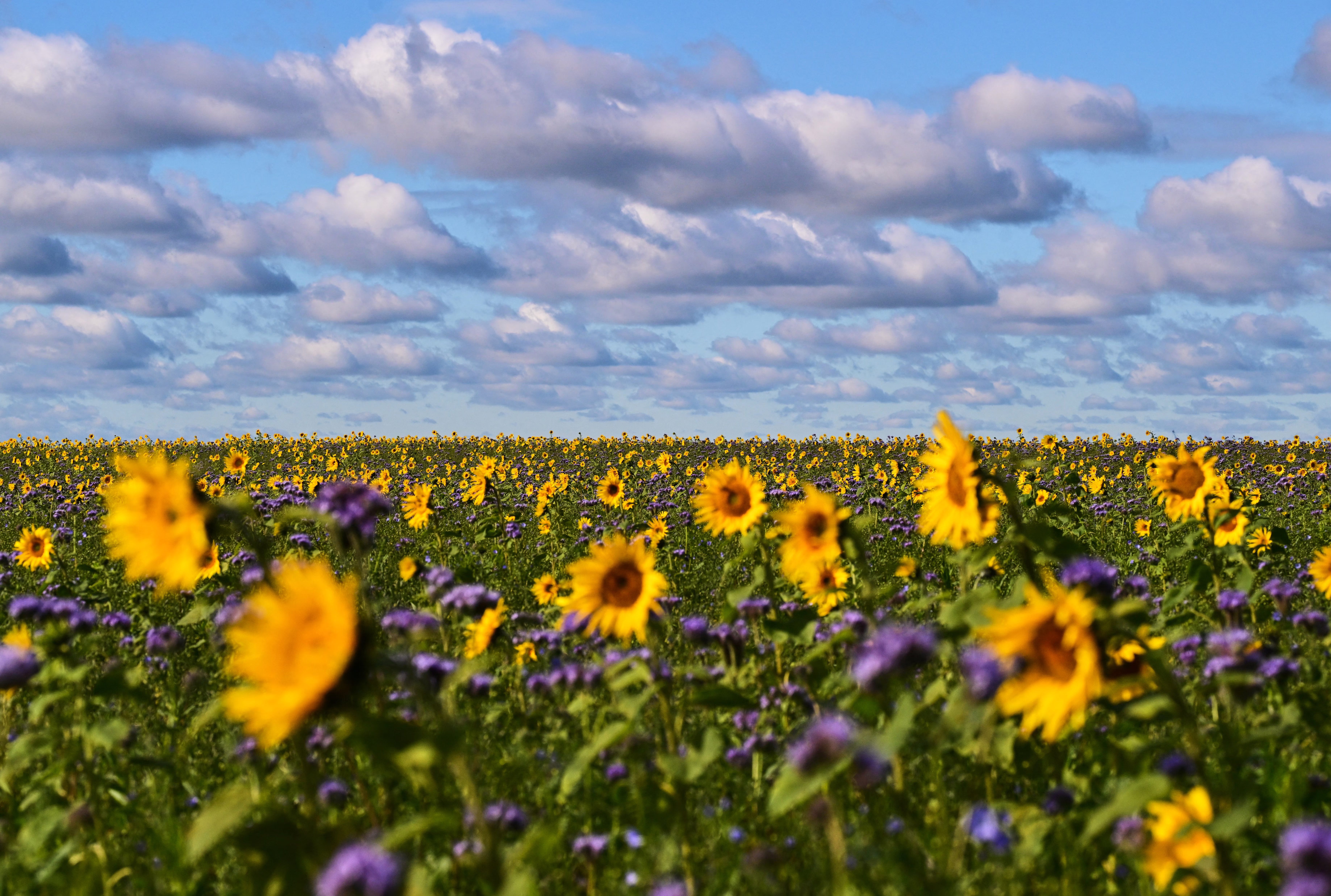 Sunflowers and purple flowers cover a field, seen under a partly-cloudy sky.